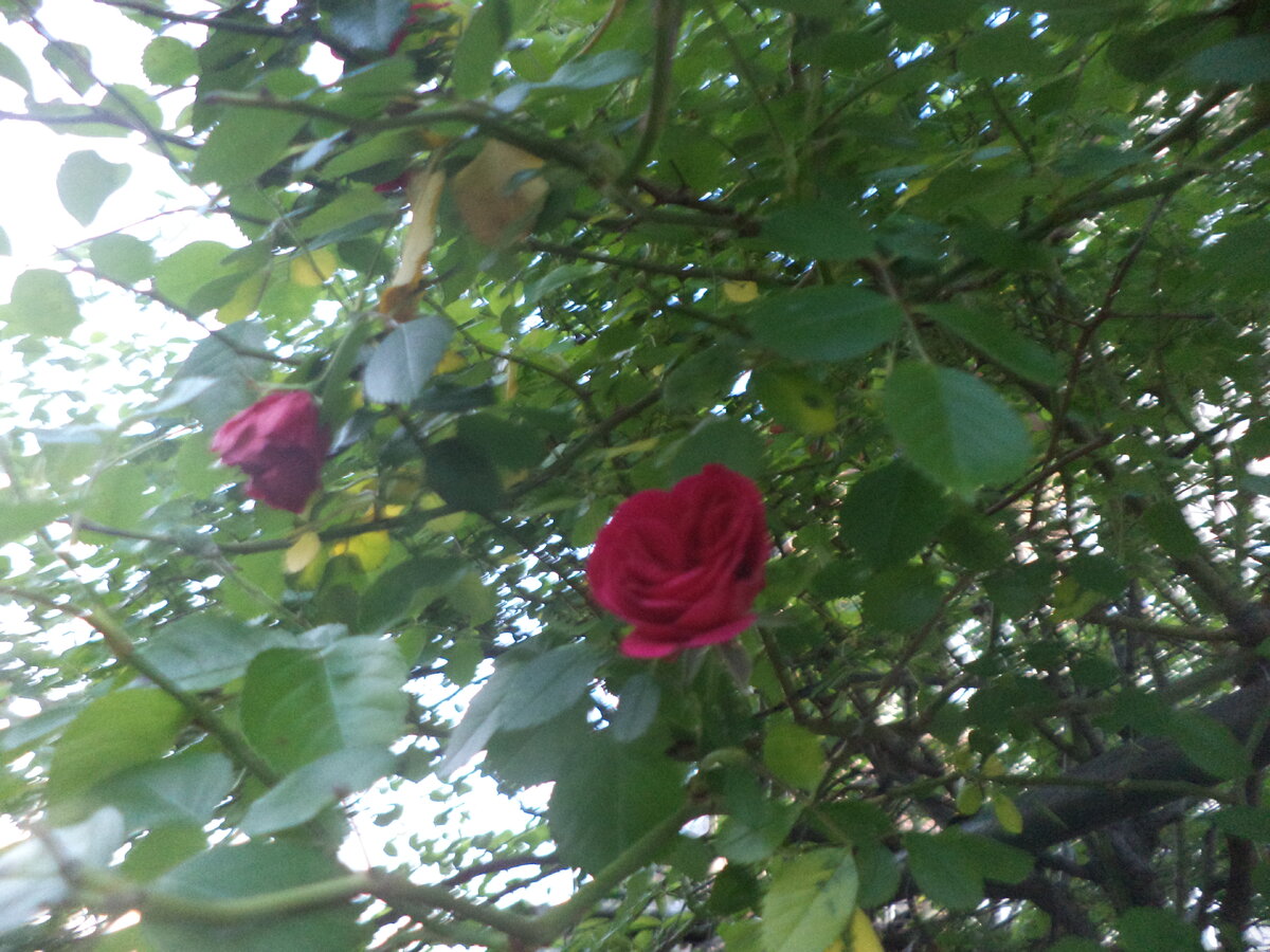 DSC02950.JPG