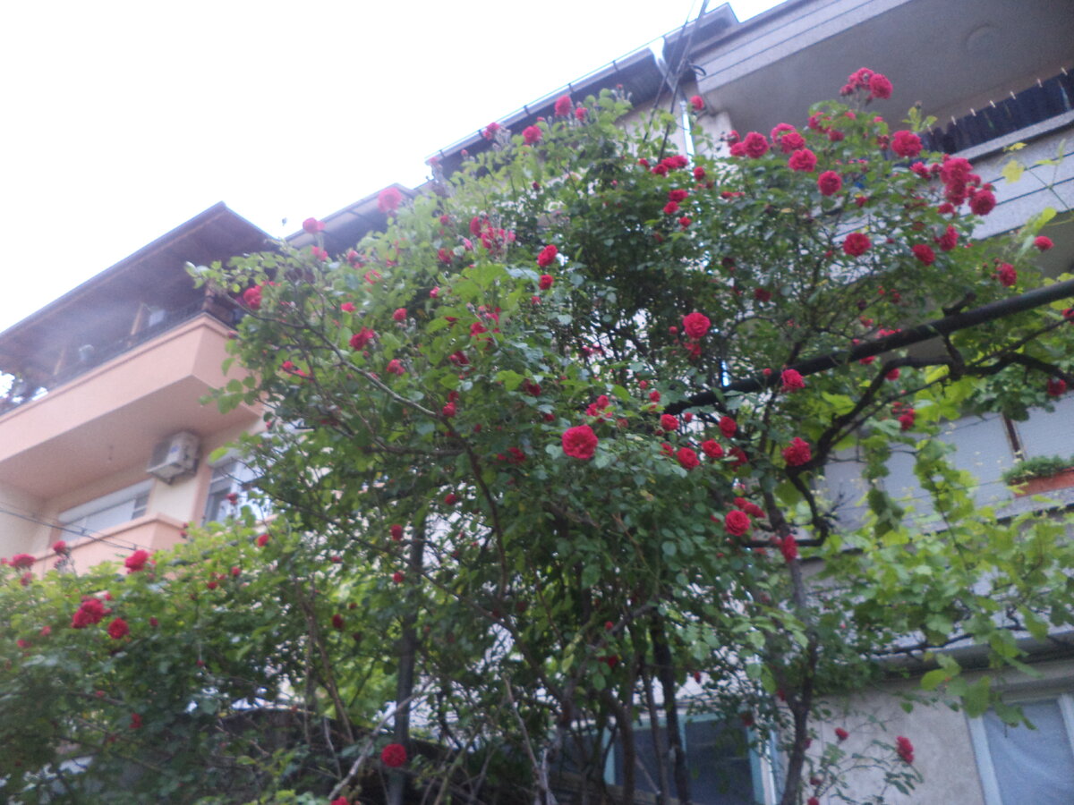 DSC03041.JPG
