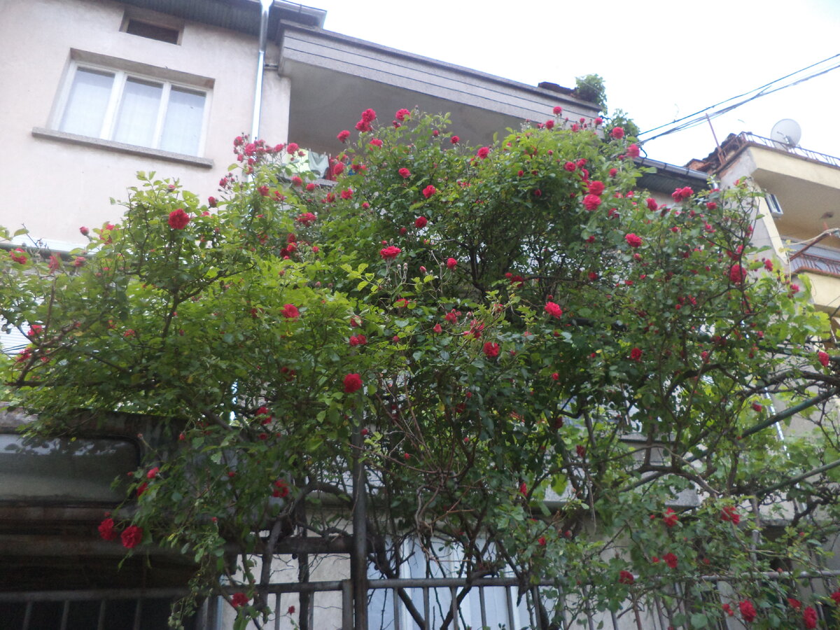 DSC03043.JPG
