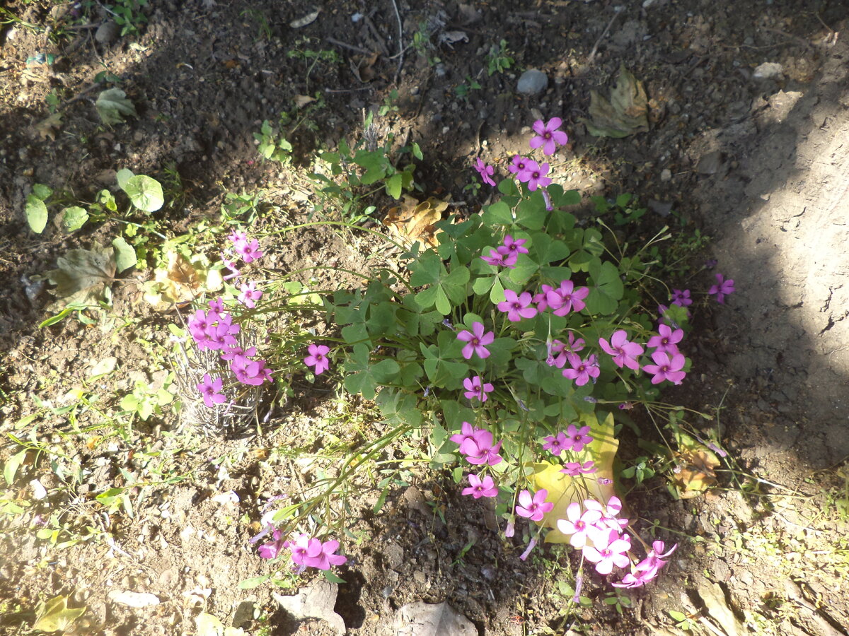 DSC03044.JPG