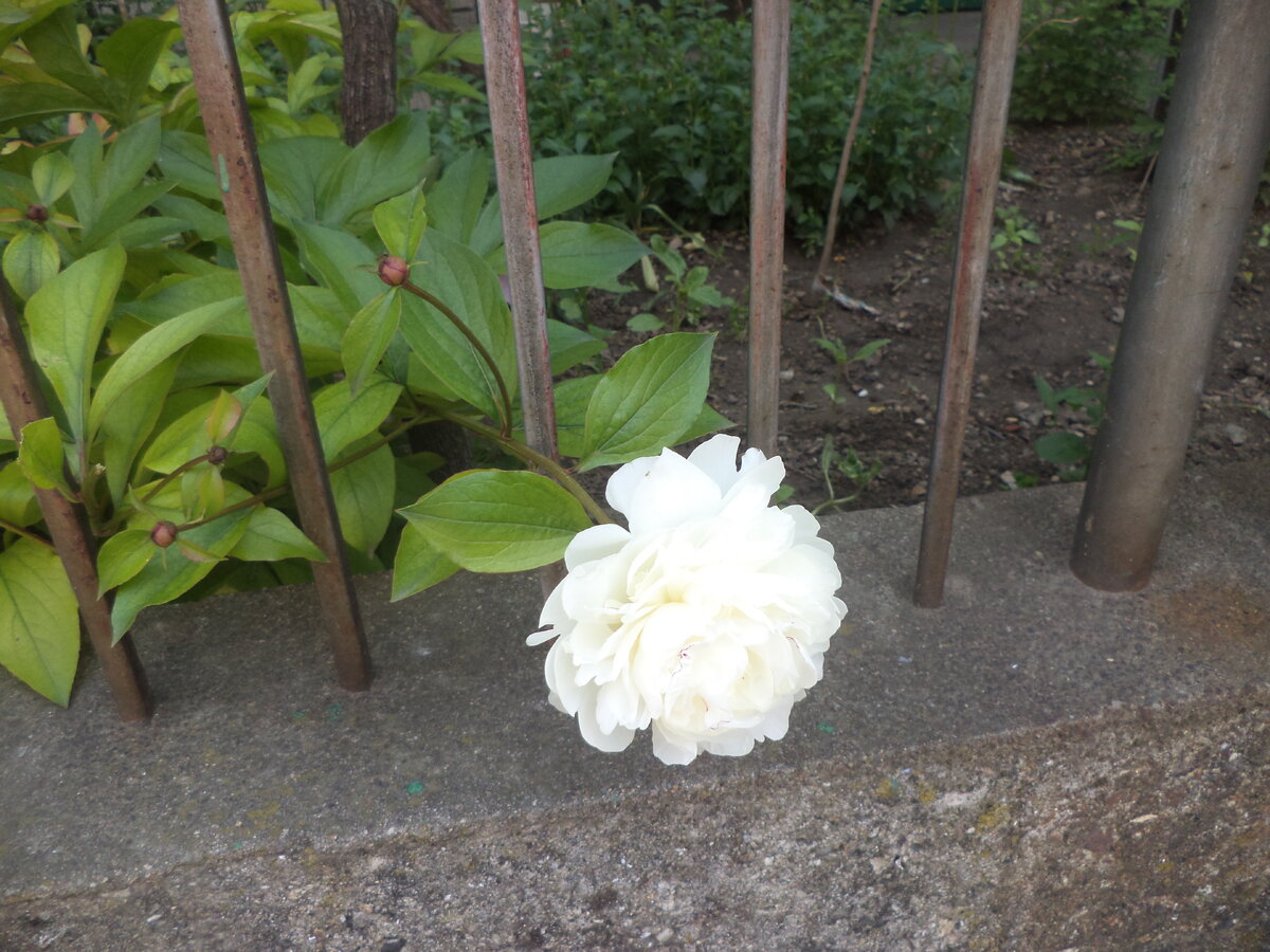 DSC03049.JPG