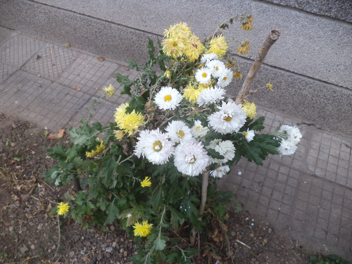 DSC03334.JPG