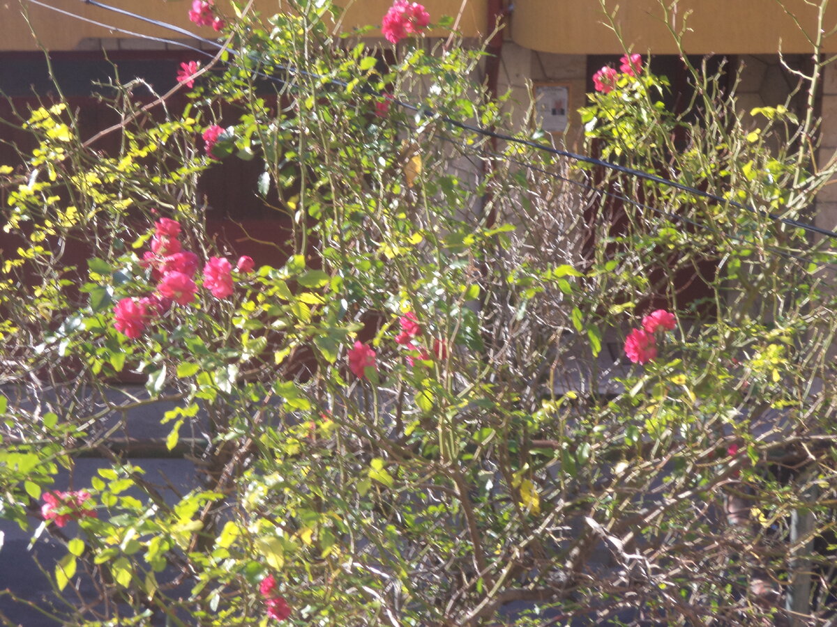 DSC03383.JPG