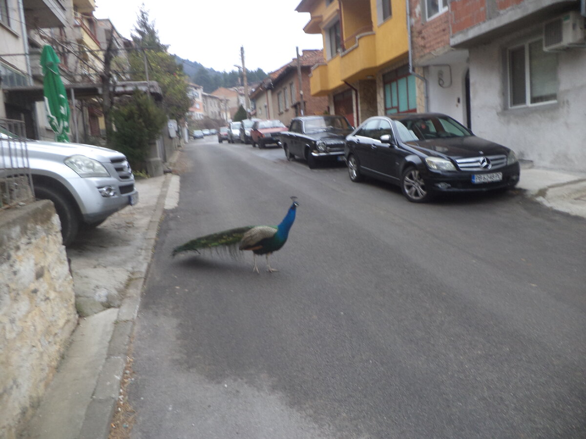 DSC03390.JPG