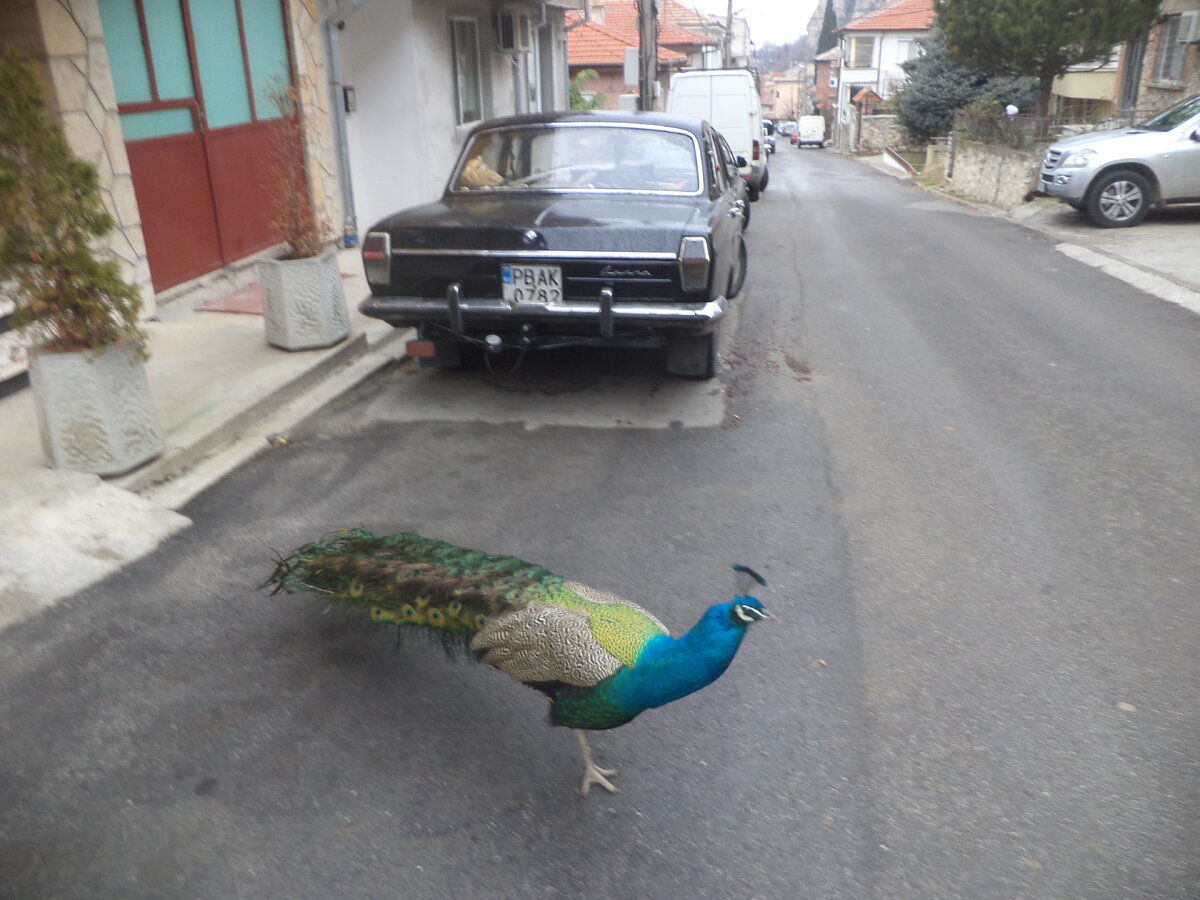 DSC03396.JPG