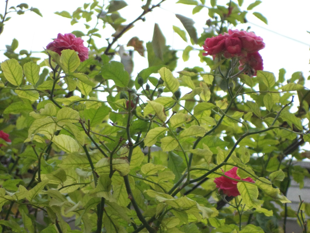 DSC04064.JPG