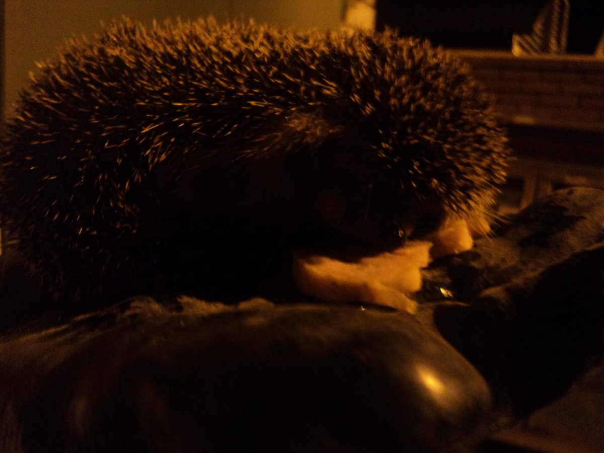 DSC04585.JPG