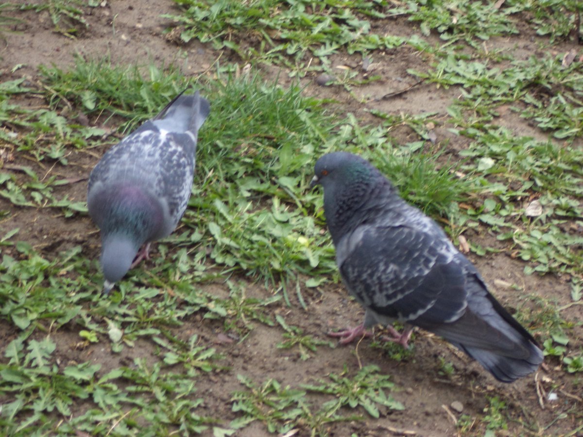 DSC04854.JPG