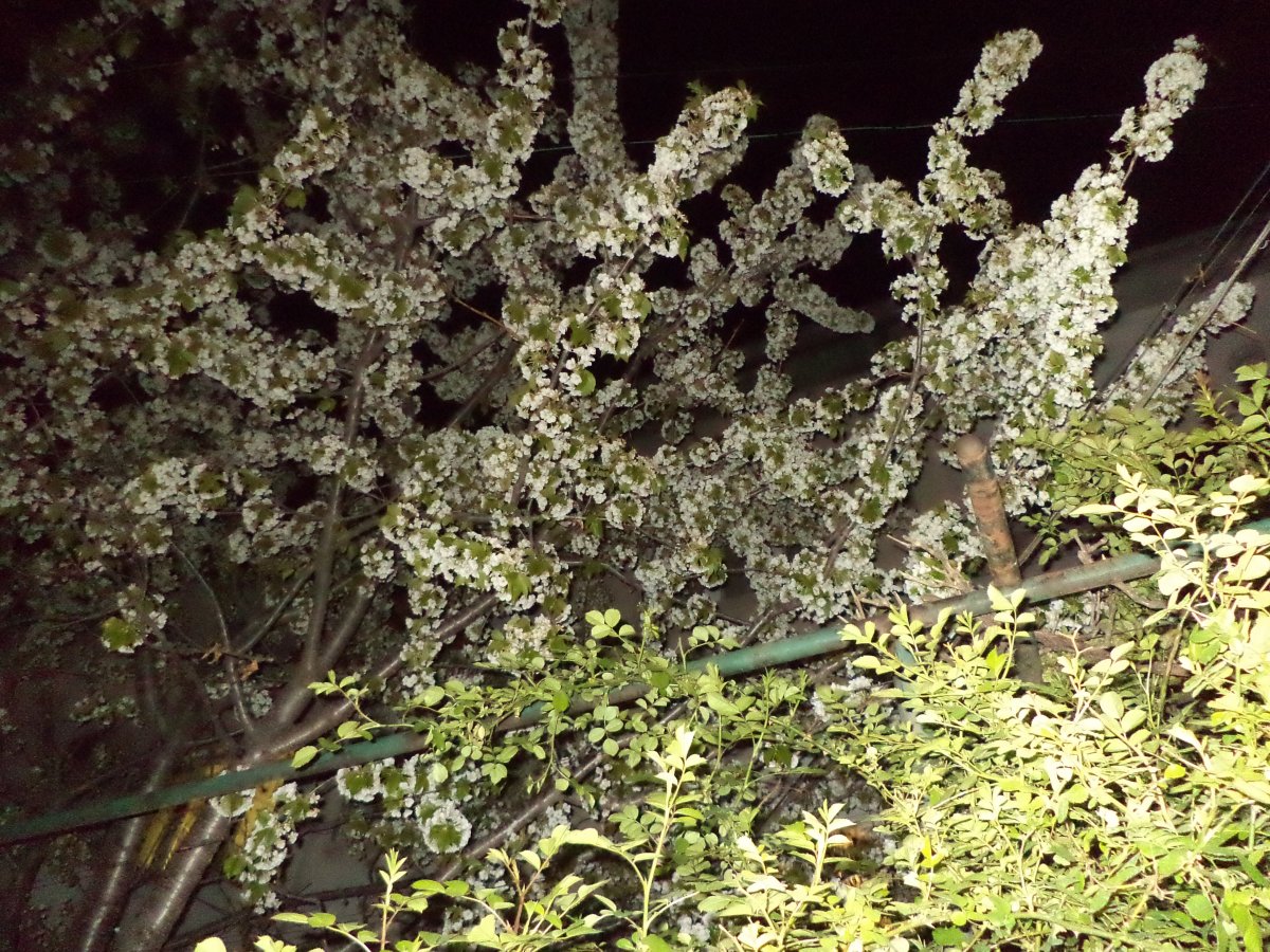 DSC04960.JPG