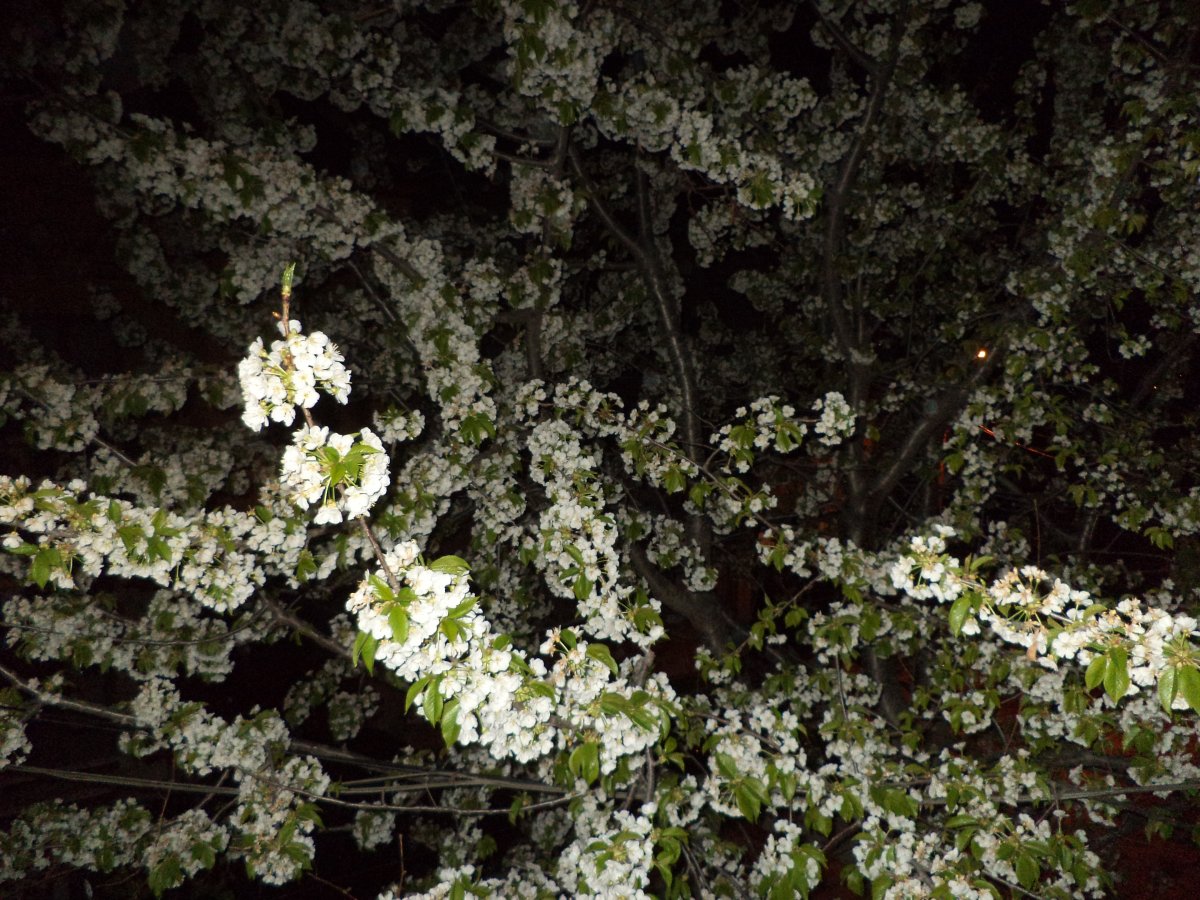 DSC04972.JPG