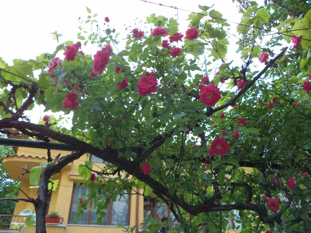 DSC05053.JPG