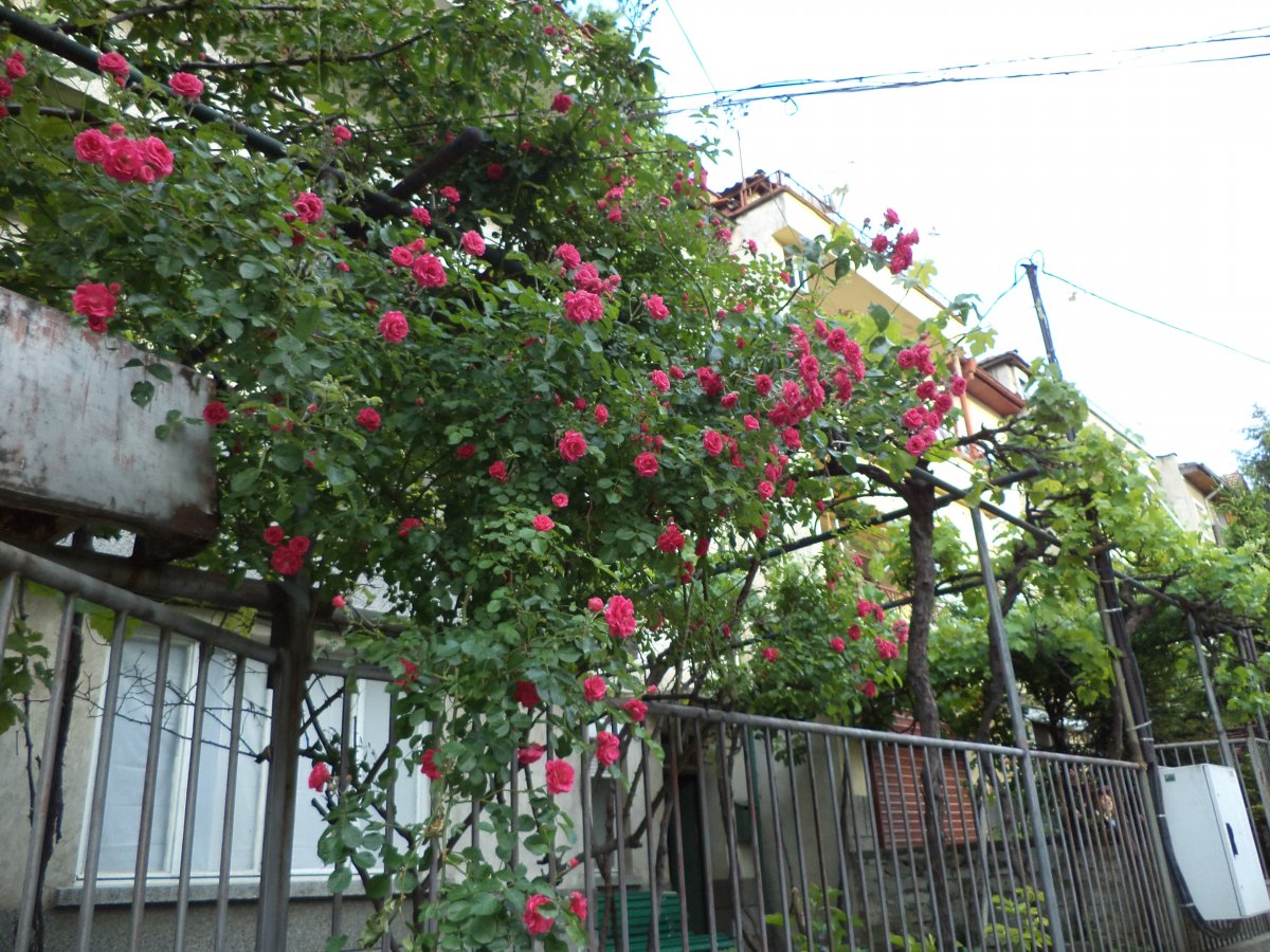 DSC05056.JPG