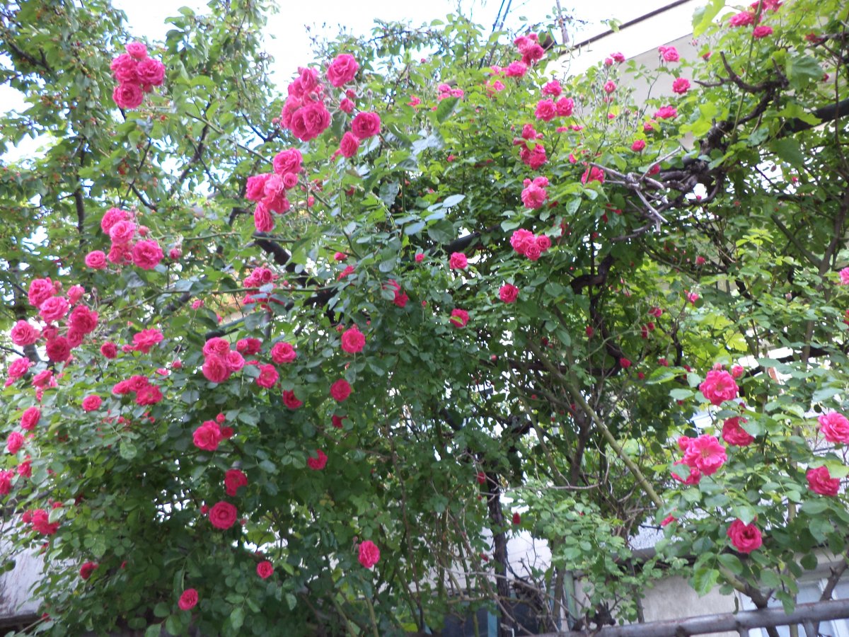 DSC05060.JPG