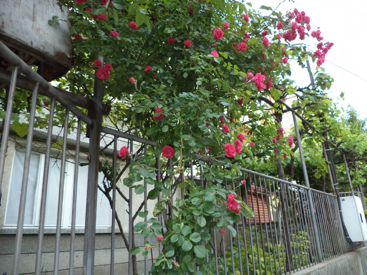 DSC05061.JPG