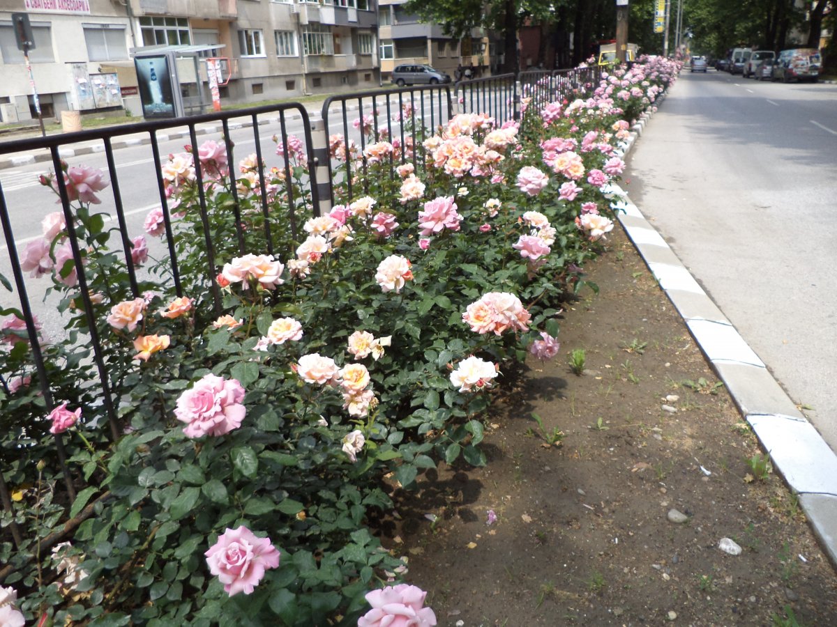 DSC05075.JPG