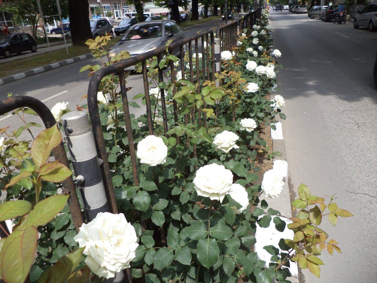 DSC05080.JPG