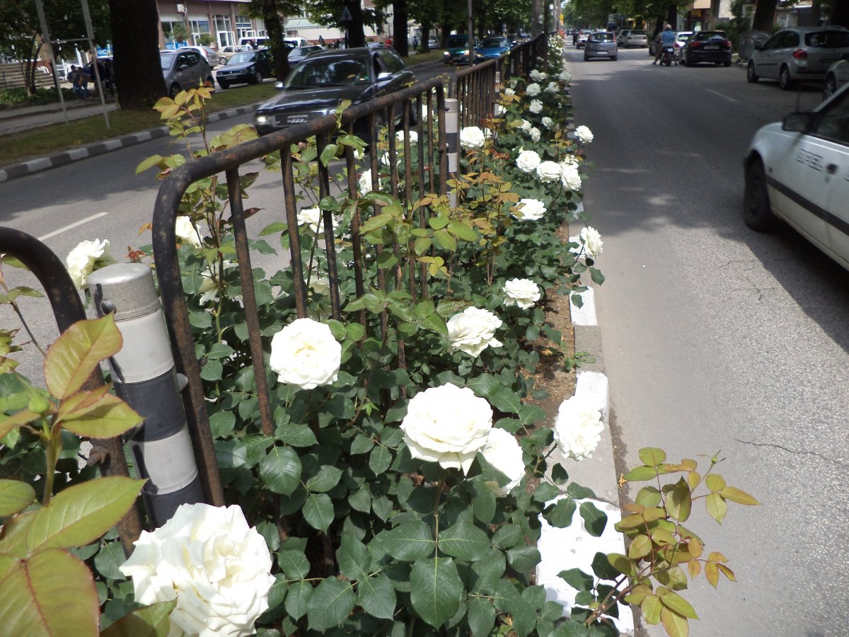 DSC05082.JPG