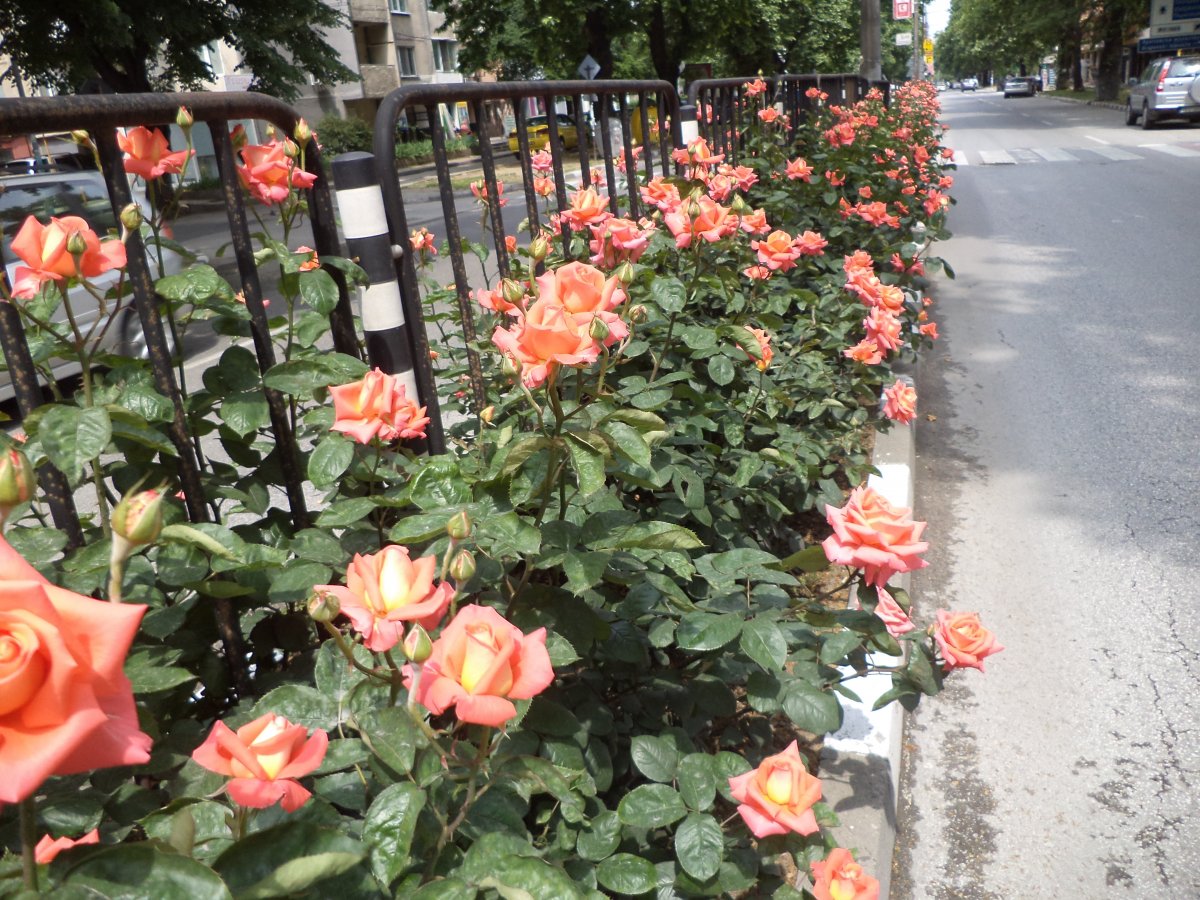 DSC05085.JPG