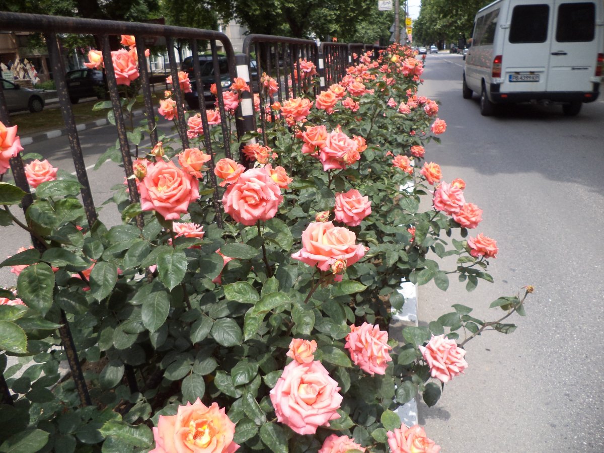 DSC05090.JPG