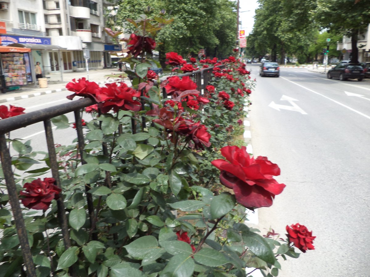DSC05094.JPG