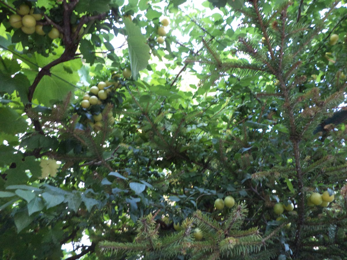 DSC05447.JPG