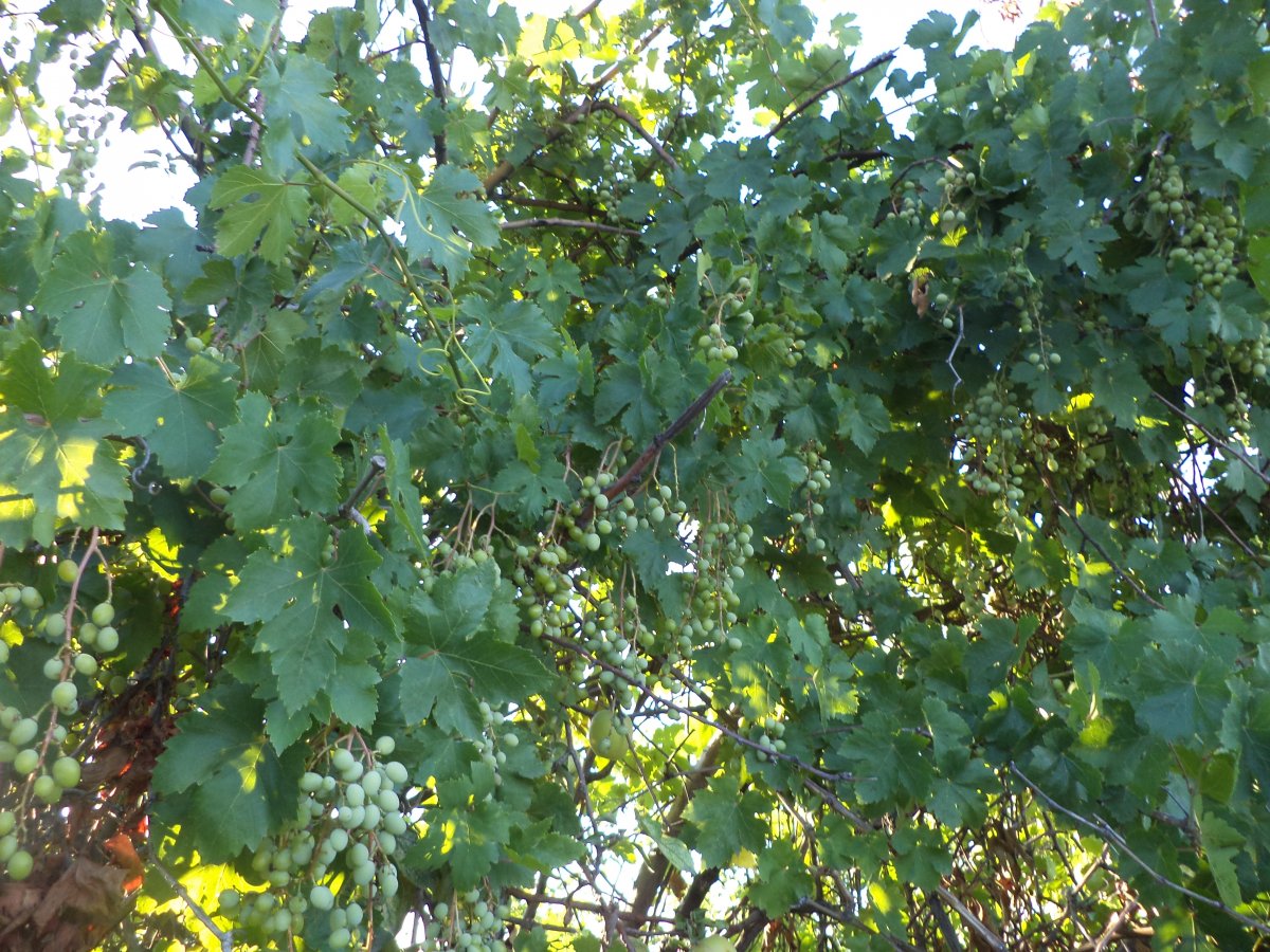 DSC05540.JPG