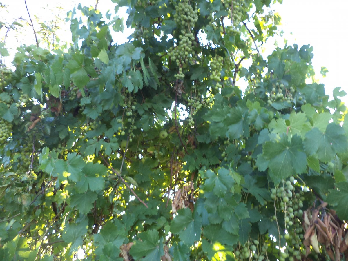 DSC05543.JPG