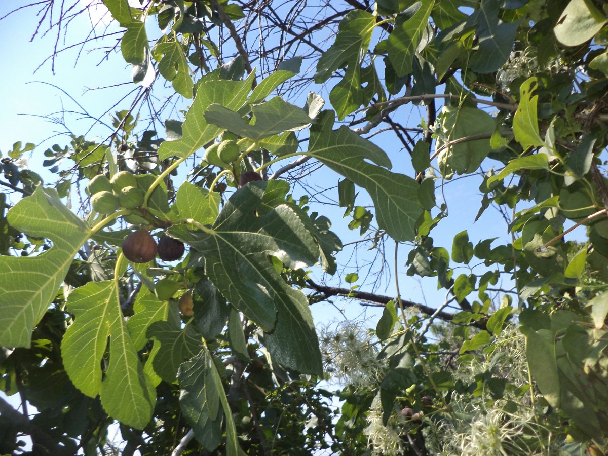 DSC05545.JPG
