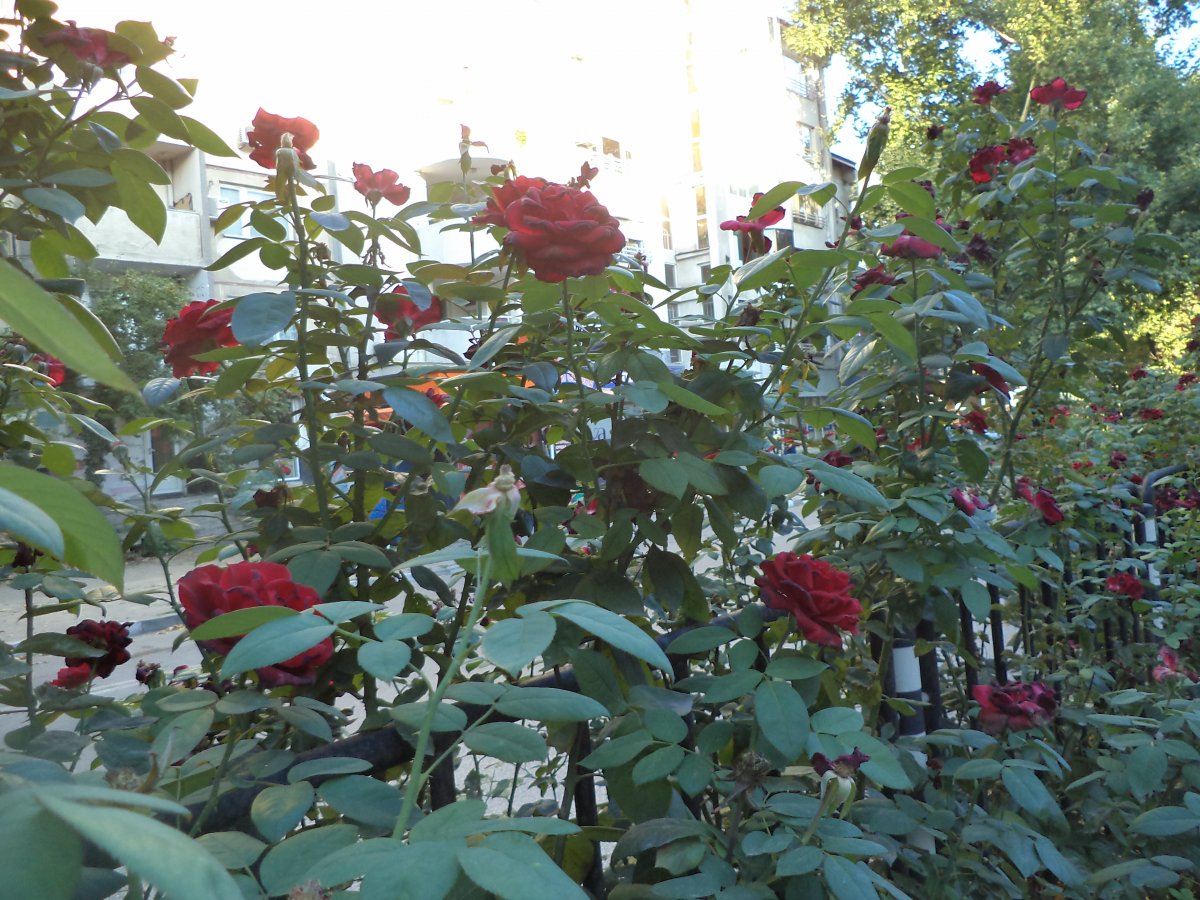 DSC05566.JPG