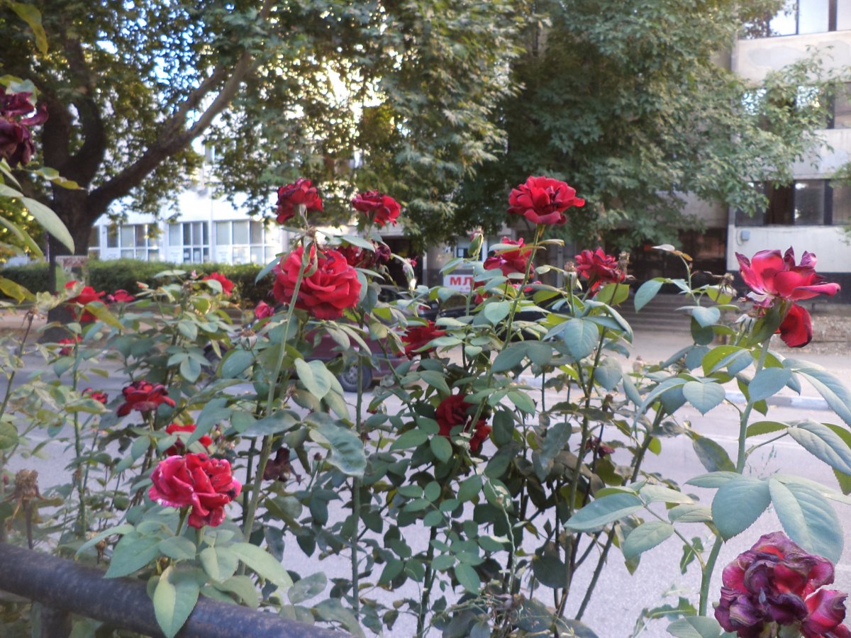 DSC05567.JPG
