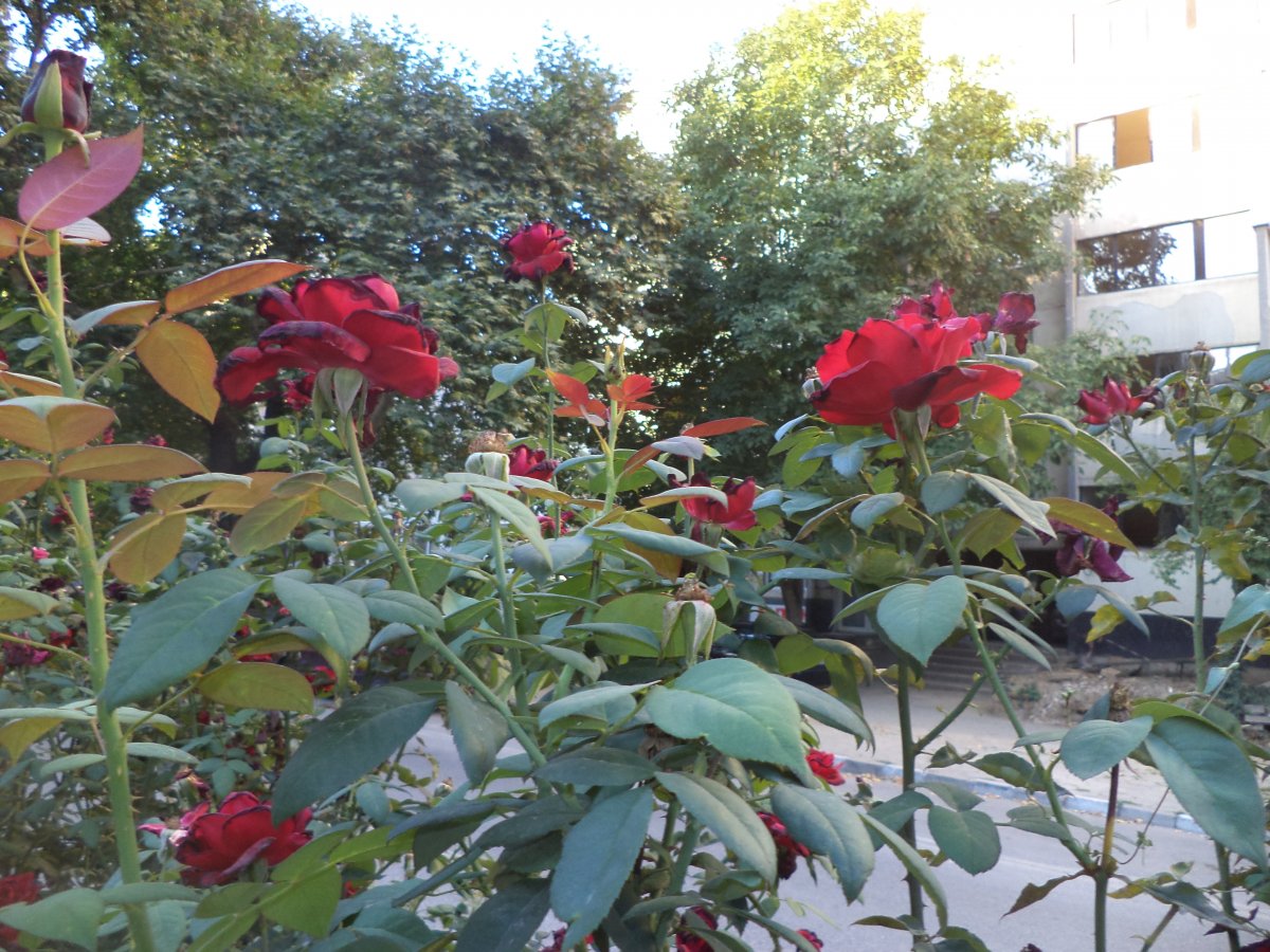 DSC05568.JPG