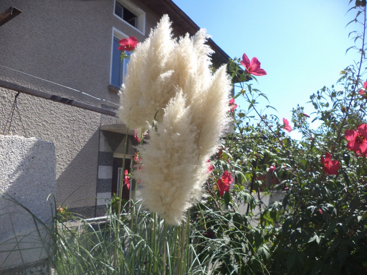 DSC05885.JPG