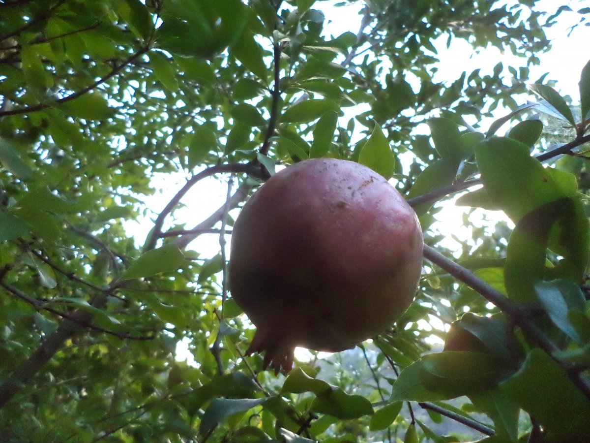 DSC05892.JPG