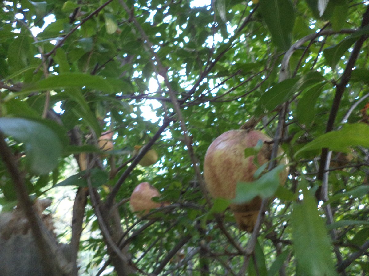 DSC05899.JPG