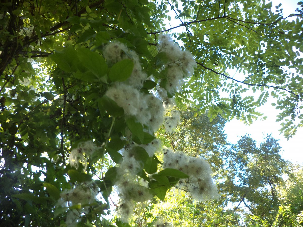 DSC06005.JPG