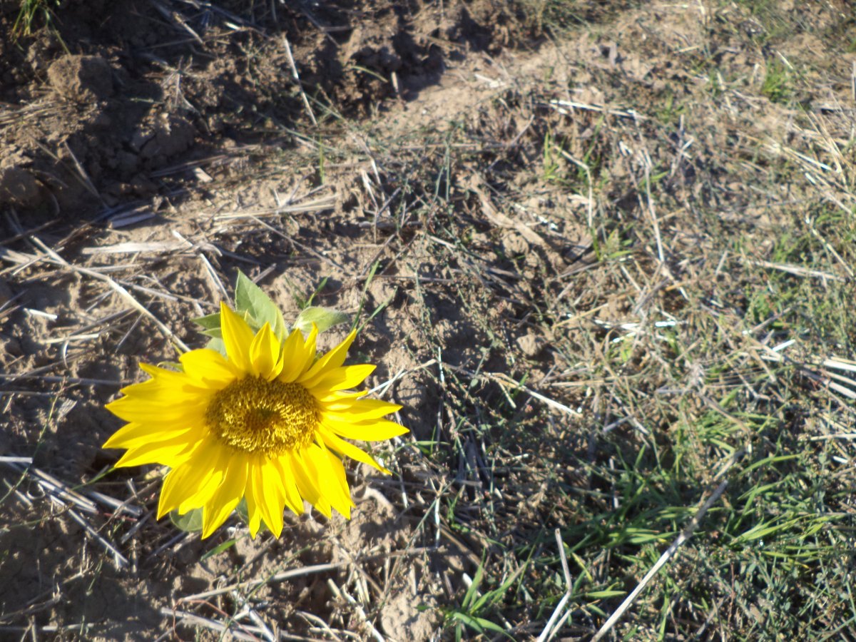 DSC06093.JPG