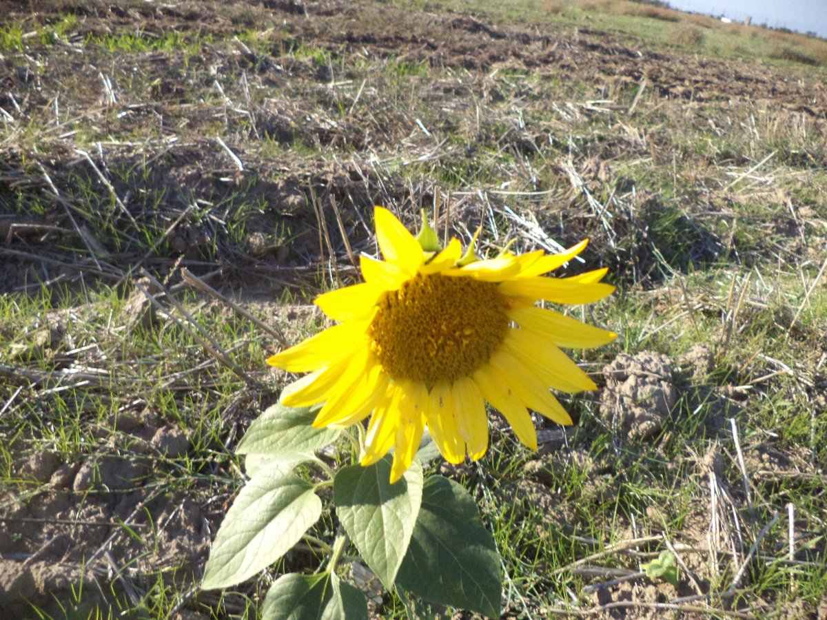 DSC06094.JPG