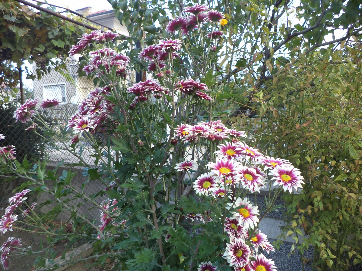DSC06157.JPG