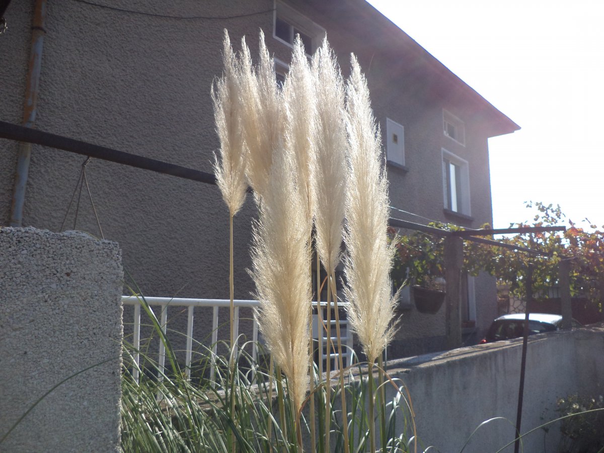 DSC06171.JPG