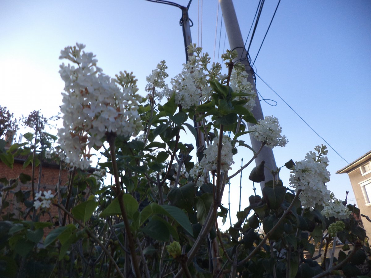 DSC06189.JPG