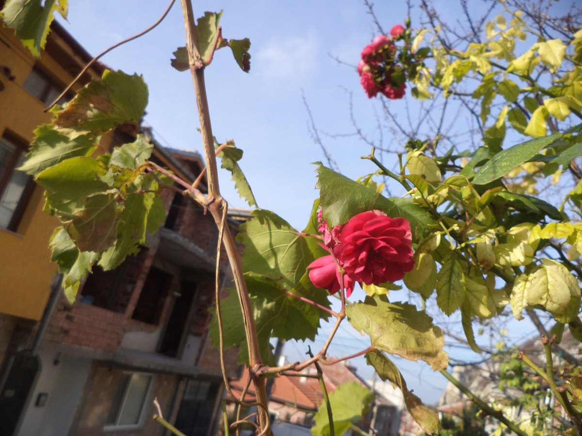 DSC06211.JPG