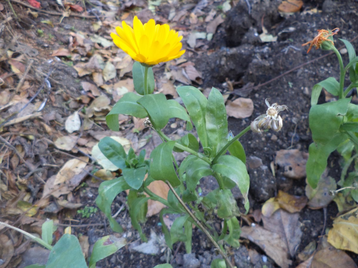 DSC06291.JPG