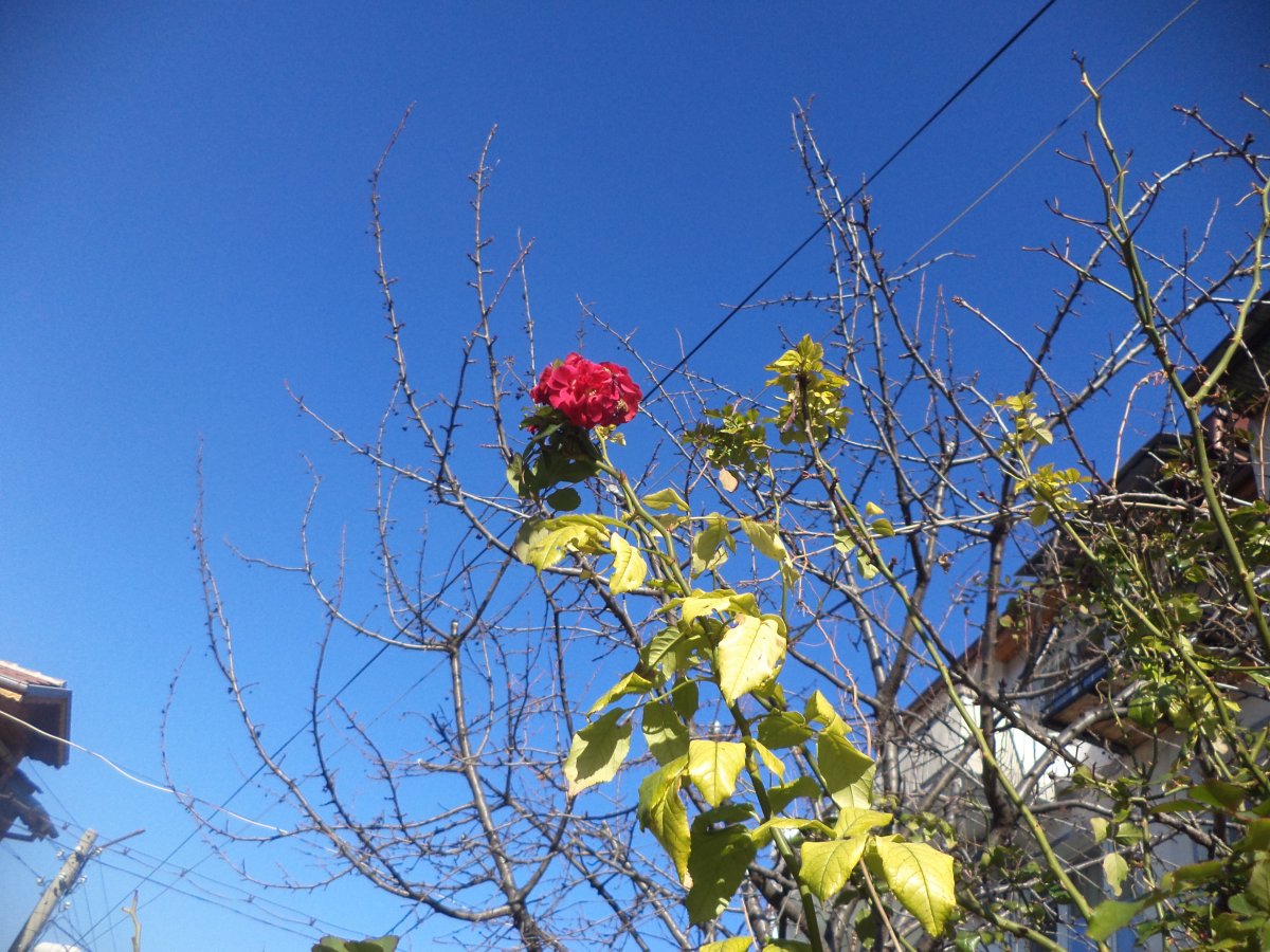 DSC06351.JPG