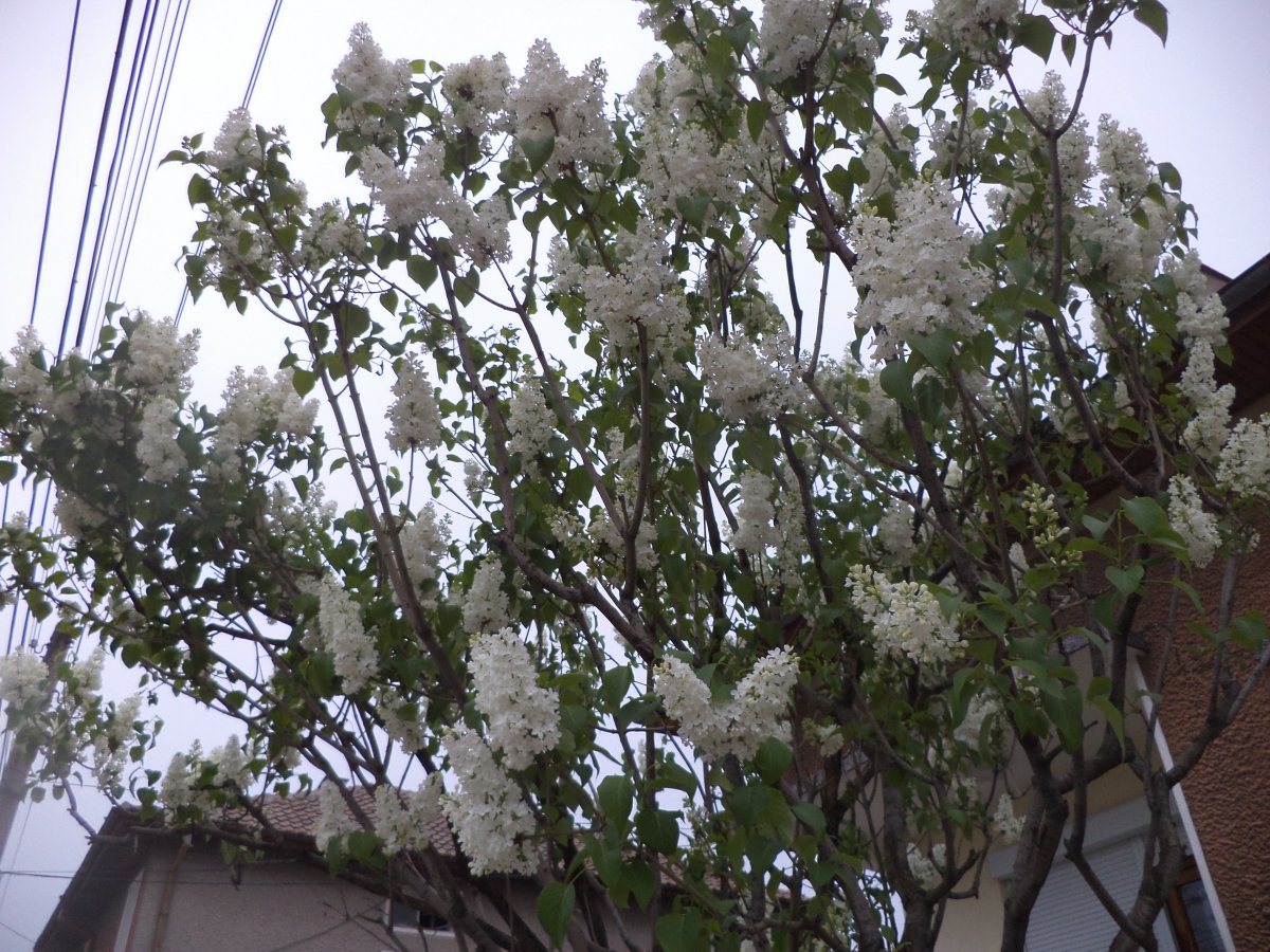 DSC06865.JPG