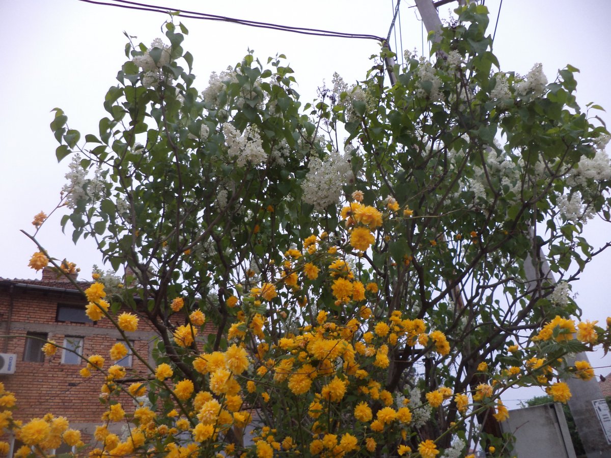 DSC06867.JPG