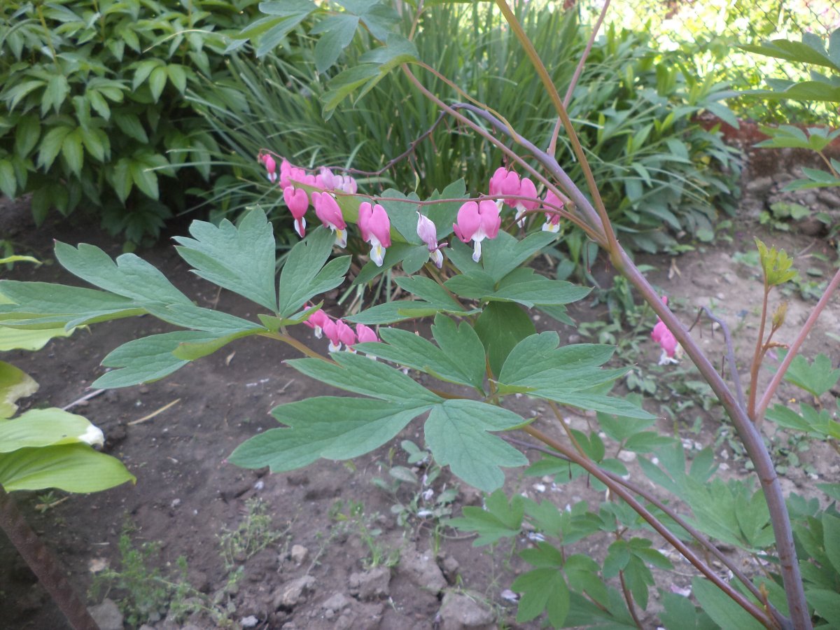 DSC06940.JPG