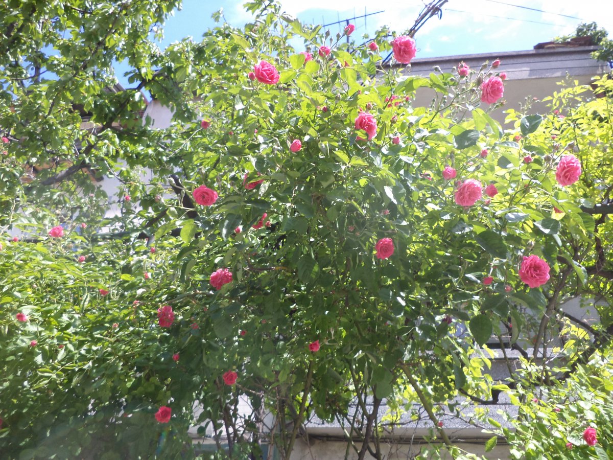 DSC06959.JPG