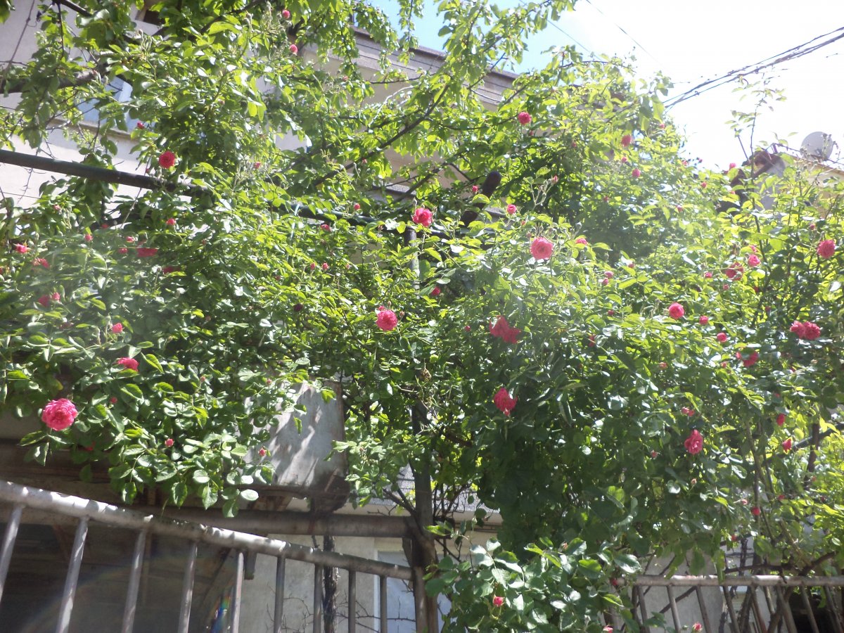 DSC06964.JPG