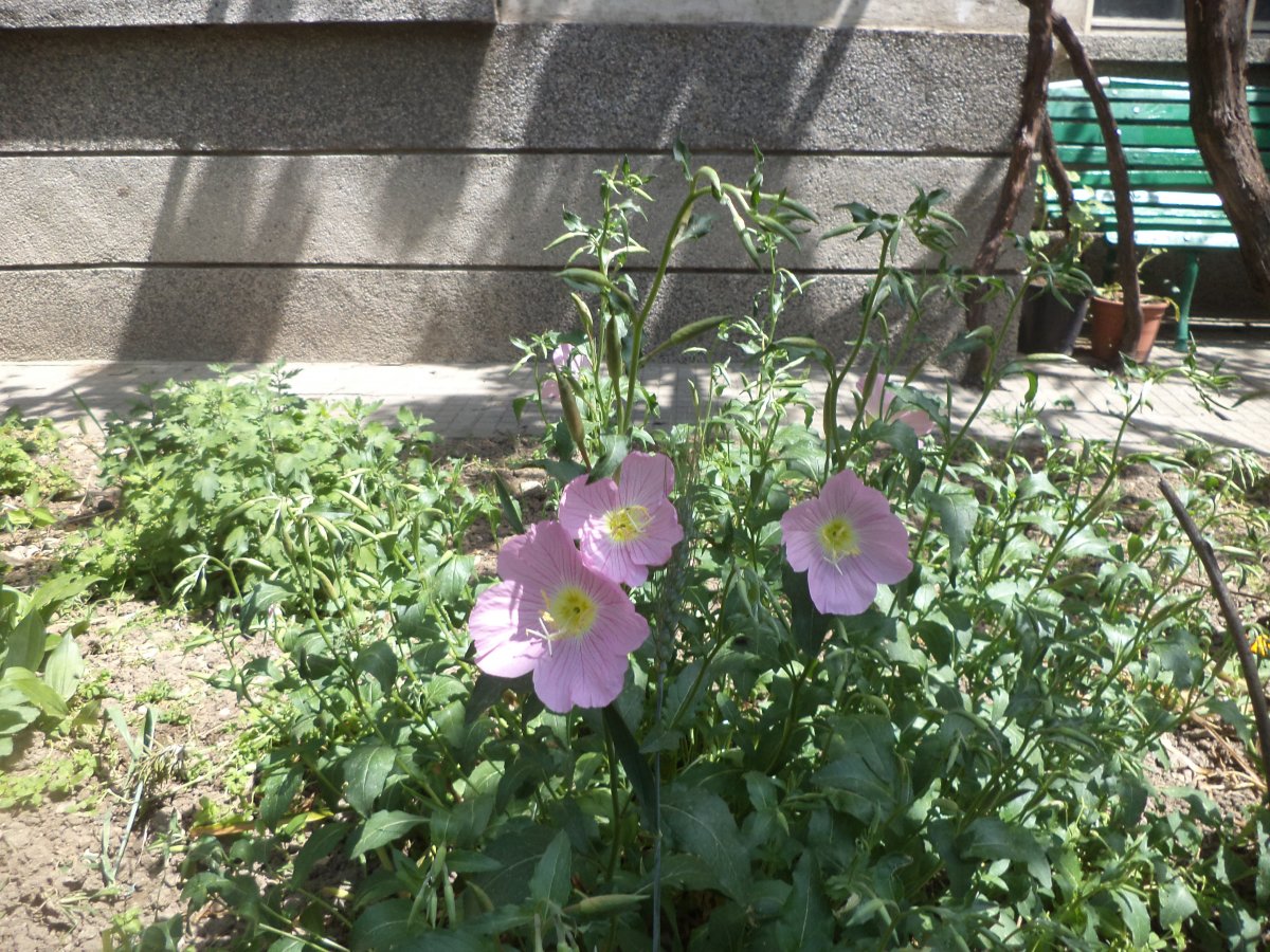 DSC06966.JPG