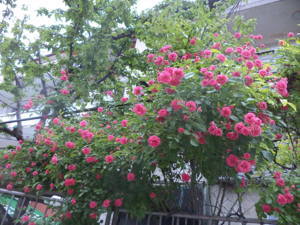 DSC06988.JPG